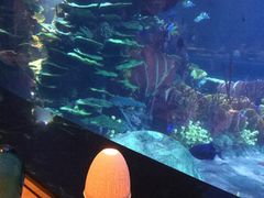 -迪拜帆船酒店海底餐厅