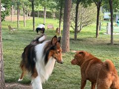 -爪吧宠物乐园 (温榆河示范区店)