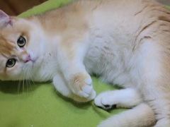 -70cat德文卷毛猫·缅因猫纯种猫舍