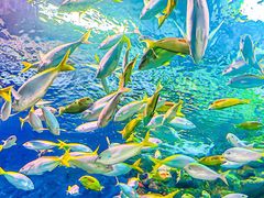 -上海海洋水族馆