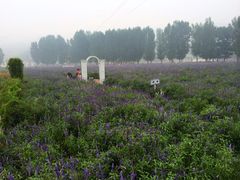 iphone_upload_pic-紫海香堤香草艺术庄园