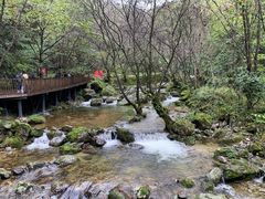 -牛背梁国家森林公园