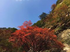 -少华山国家森林公园