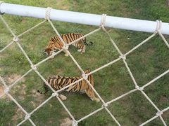 -西霞口神雕山野生动物世界