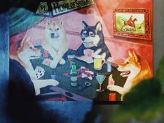 -柴犬高等学院·狗咖·柴犬售卖·宠物训练