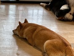 -南京Hallo宠物乐园·哈罗犬舍·柴犬繁育基地
