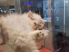 -babydoll猫舍·米努特·德文·缅因(久光中心店)