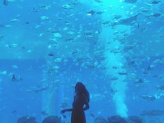 -亚特兰蒂斯•OSSIANO奥西亚诺海底餐厅