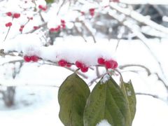 -春和饺子火锅