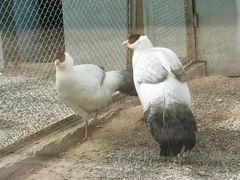 -青藏高原野生动物园