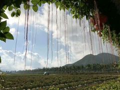 -亚龙湾国际玫瑰谷