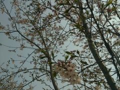 -天王浮山樱花园