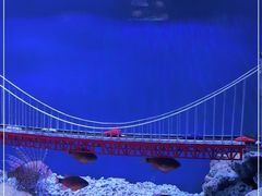 -太平洋海底世界