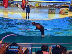 -三亚海昌梦幻海洋不夜城