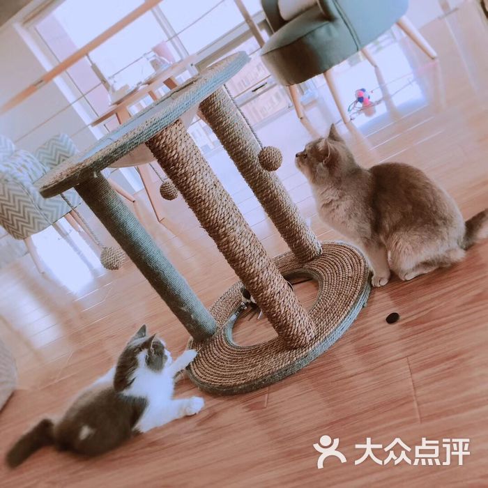 萌爪猫咪咖啡猫舍猫咪图片-北京咖啡厅-大众点评网