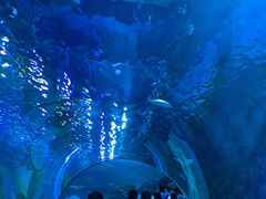 -芜湖新华联大白鲸海洋公园