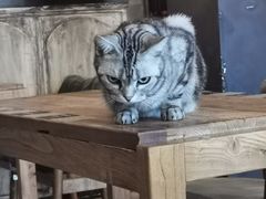 -猫小院猫主题咖啡厅(北锣店)