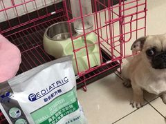 -瑞派长江宠物医院·猫科·外科·24小时夜护(谊城公寓分院)