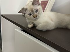 -宠颐生宠物医院·异宠猫科内科·诊疗中心宠巢店