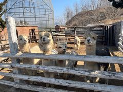 -清风小镇闯关东影视基地