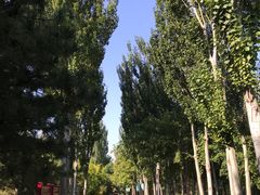 -大兴滨河森林公园