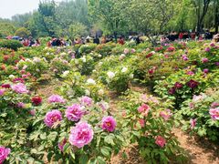 -曹州牡丹园