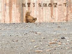 -新疆天山野生动物园