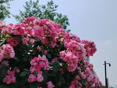 -上海滨江森林公园