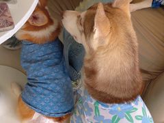 -怪兽屋·羊驼·猫咖·狗咖(俊华广场店)