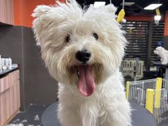 -宠宠熊宠物美容(星湖街店)