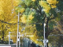-三里屯东五街银杏大道