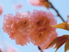 -天适樱花悠乐园