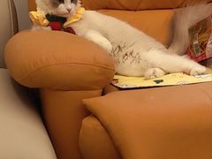 -汪喵宠物医院·骨科心脏影像·犬猫急重症ICU诊疗中心(成华分院)