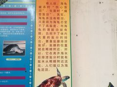 -广东惠东海龟国家级自然保护区