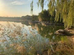 -大兴滨河森林公园