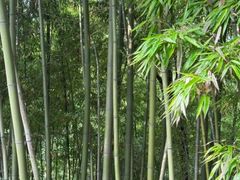 -龙头寺公园
