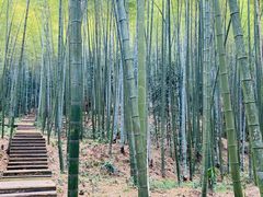 -缙云山景区