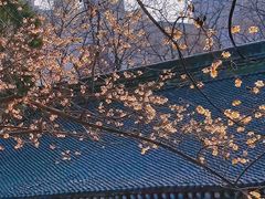 -西安大兴善寺