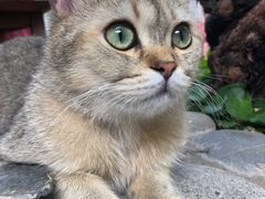 -喵屿·大理花园猫咖