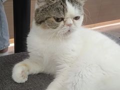 -喵园·猫主题咖啡厅·撸猫·猫咖(国贸店)