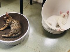 -凯特喵百思猫专科医院