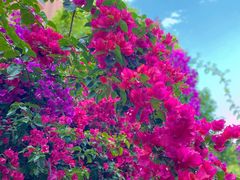 -月亮眼花园餐厅书吧酒吧