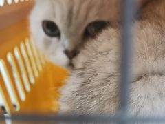 -安安宠医宠物医院·异宠·犬猫内科(岳阳分院)