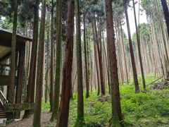 -武陵山森林公园