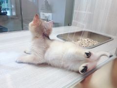 -飞行喵MR PILOT|猫舍·猫咖(静安大融城店)