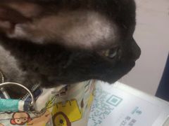 -瑞派宠物医院·犬猫全科·猫友好(宾水西道店)