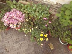 -随柳居·苏式小吃(建新巷店)