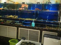 水产区-河马鲜生海鲜超市(风荷园店)