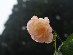 -人民公园(罗湖区)