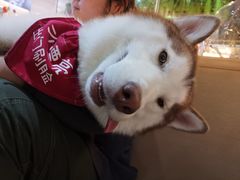 -Husky Go! 哈士奇体验馆·宠物咖啡厅狗咖